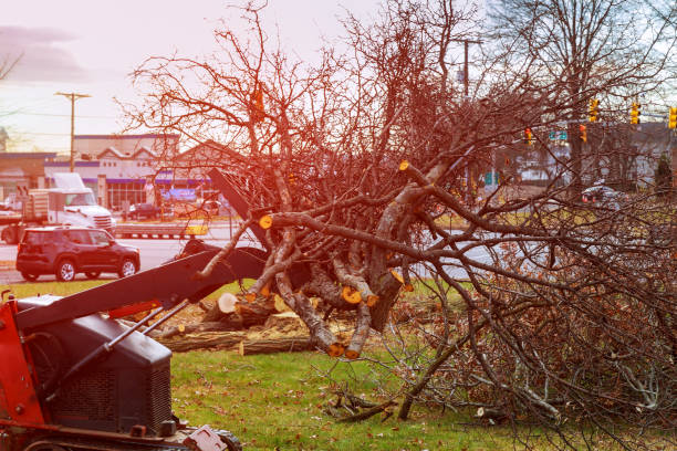 Professional Tree Removal Services in Madison, IN